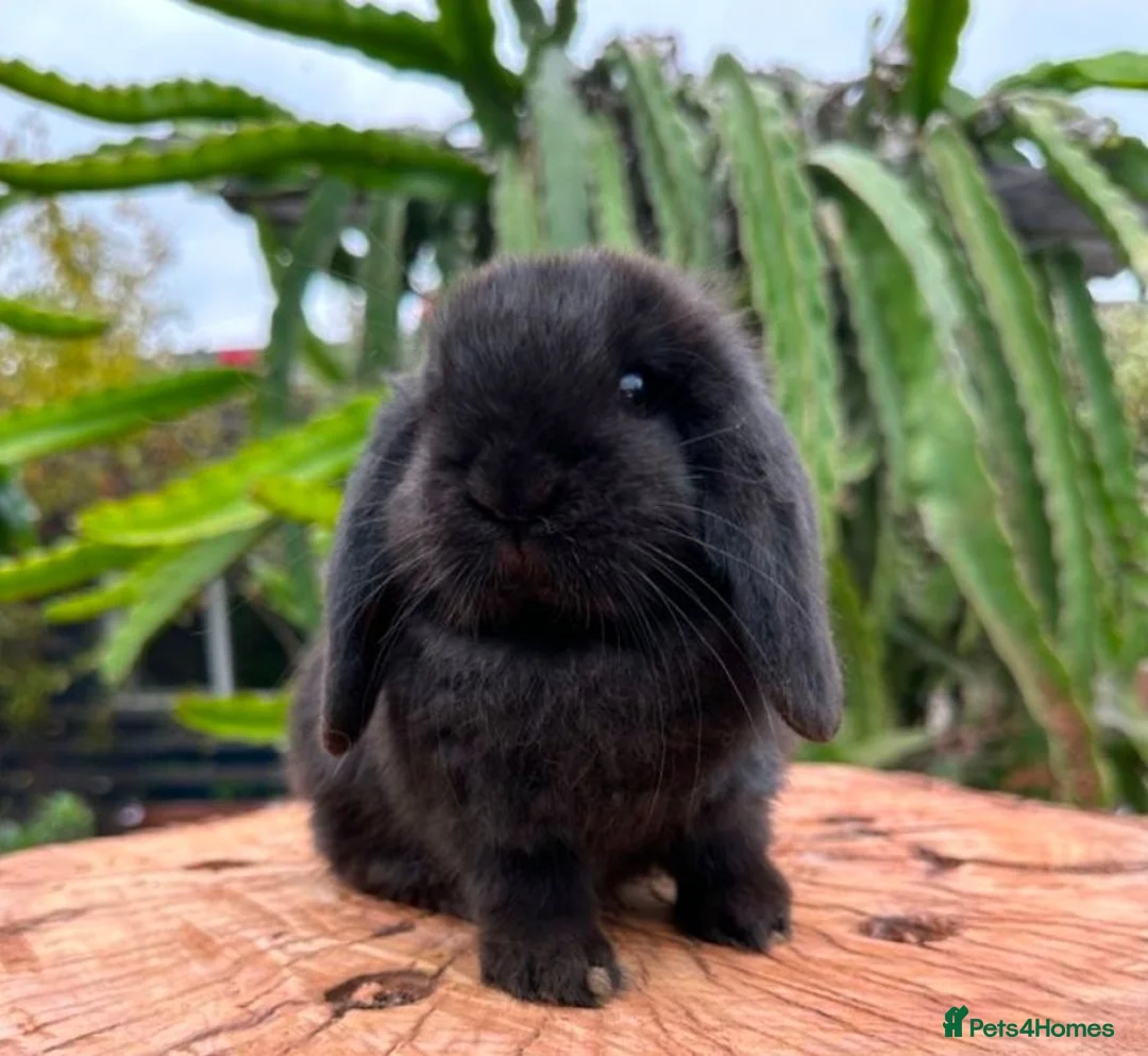 French Lop rabbits for sale: Lucky black French lop bunnies  - Advert 1