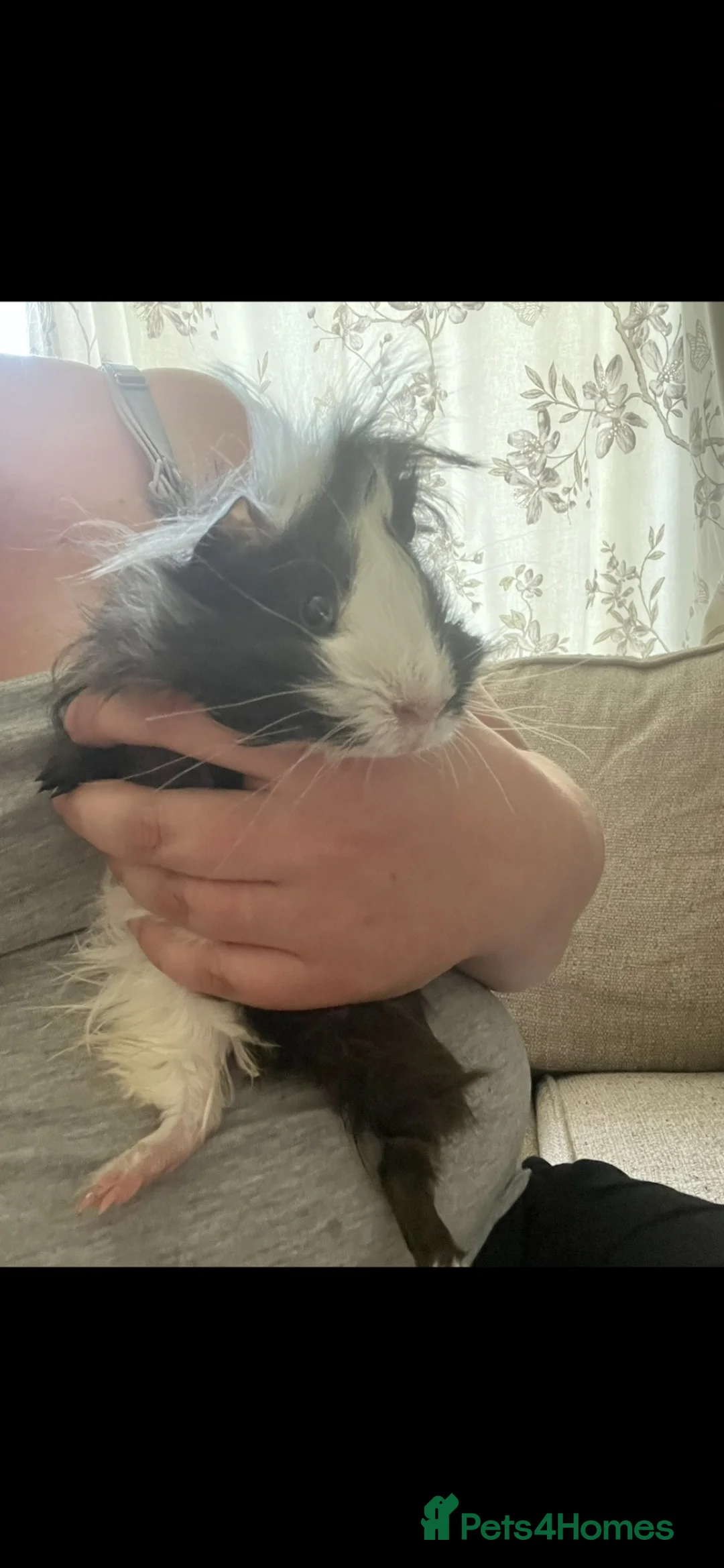 Guinea Pig rodents for sale: Pair of piggies in Bracknell - Advert 2