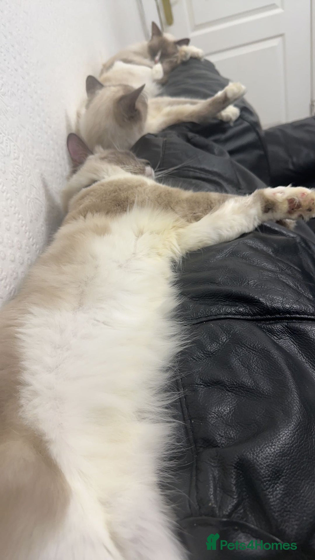 Ragdoll cats for sale: 1 year old Ragdoll boy  - Image 5