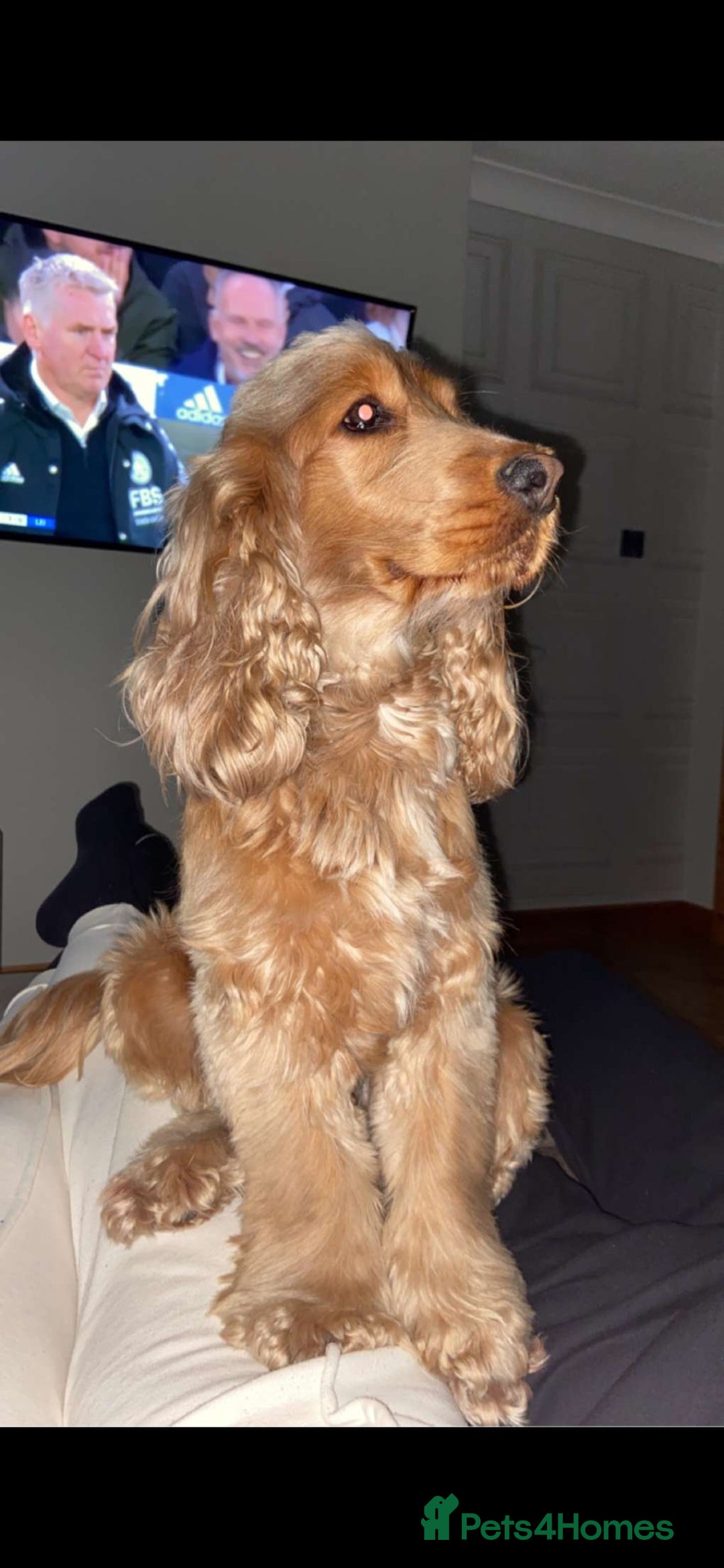 Cocker Spaniel dogs Jimmy boy - Advert 7