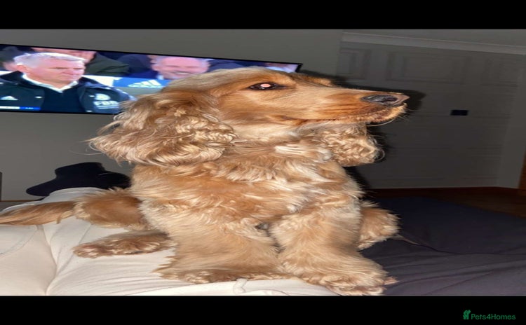 Cocker Spaniel dogs - Advert 13