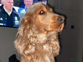 Cocker Spaniel dogs for stud - Advert 1