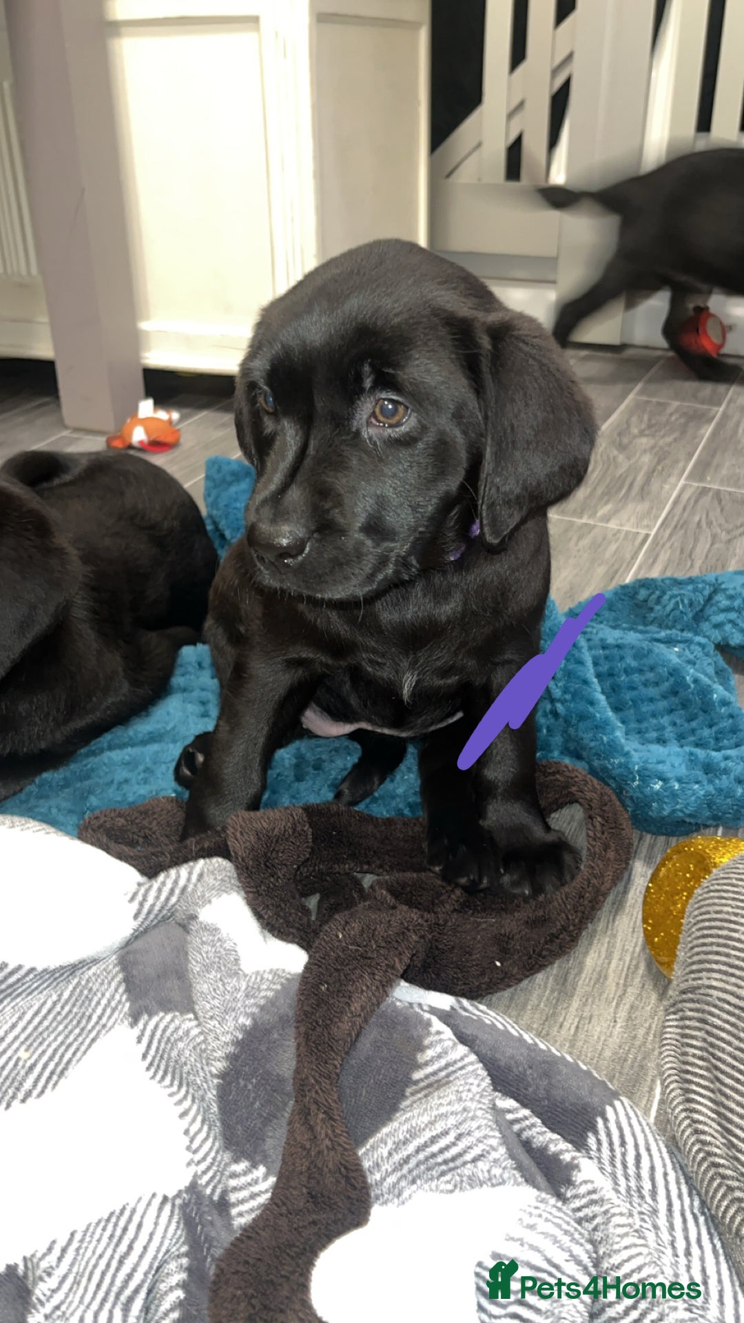 Labrador Retriever dogs for sale: READY NOW.Beautiful black KC registered Labradors  - Advert 27