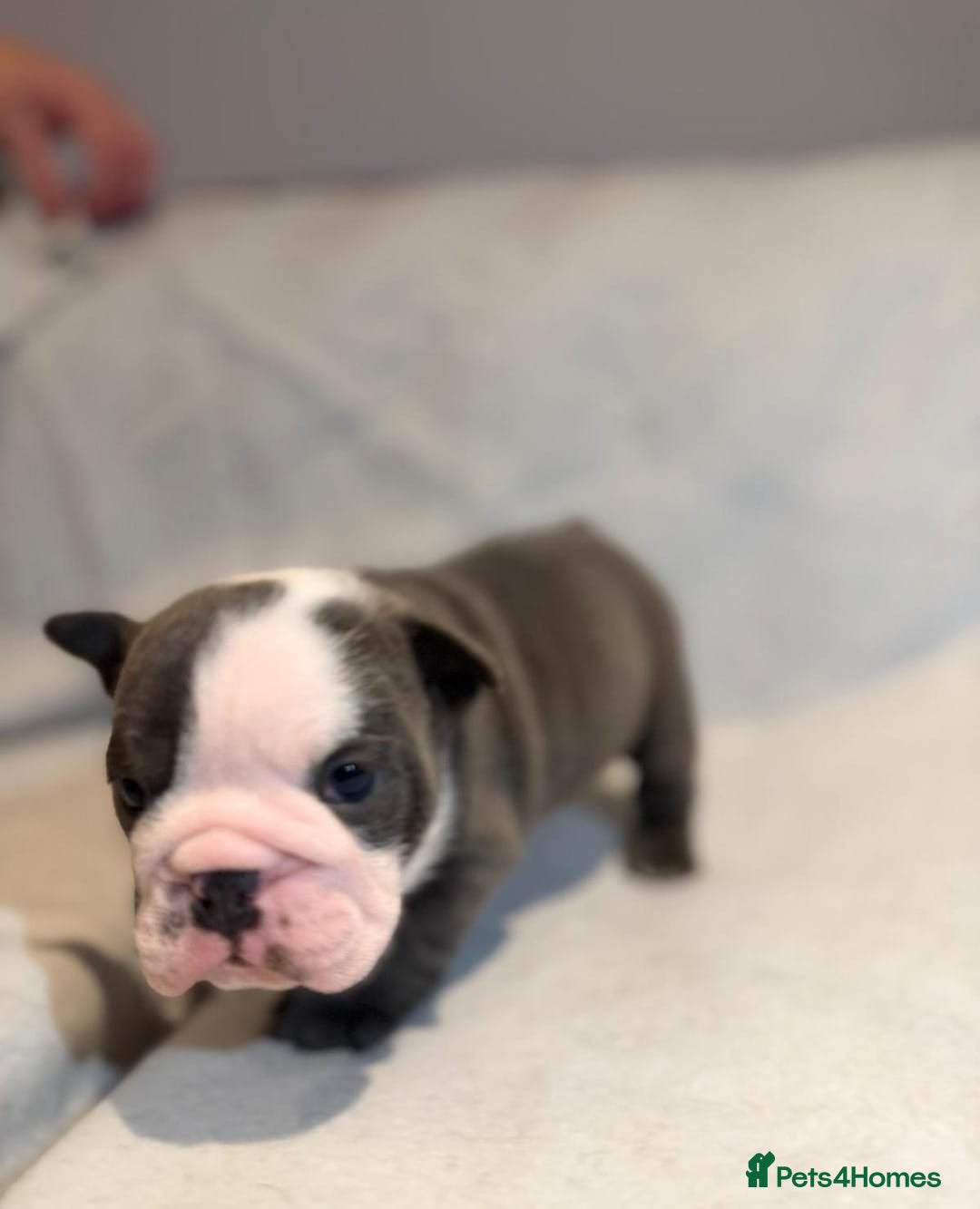 English Bulldog dogs for sale: Stunning Blue & White English Bulldog Puppies!  - Advert 6