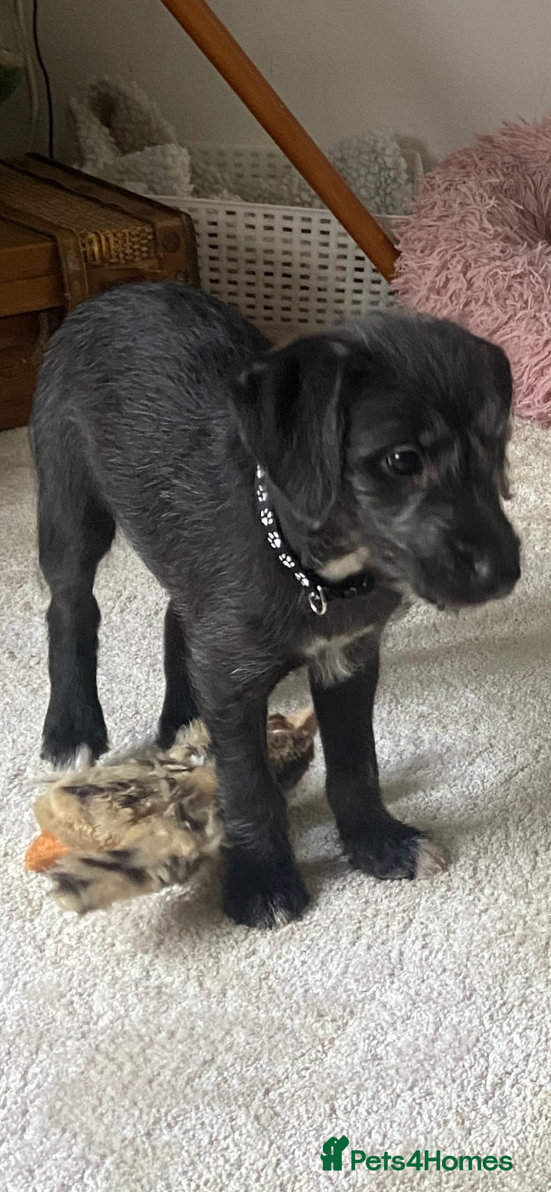 Bedlington Terrier dogs for sale: Bedlington cross whippet - Advert 3