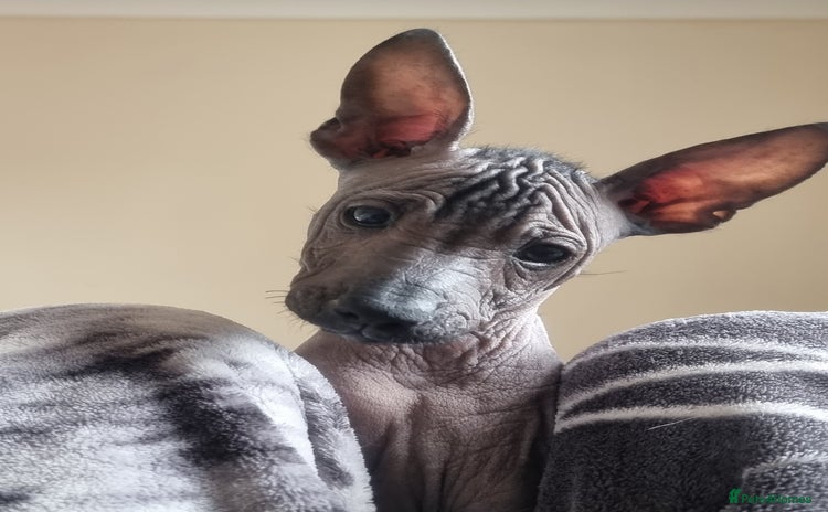 Mexican Hairless dogs - Advert 1