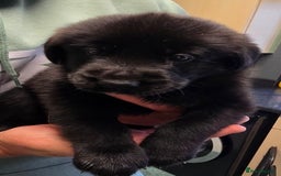 Mixed Breed dogs for sale: German sheprador - Image 2