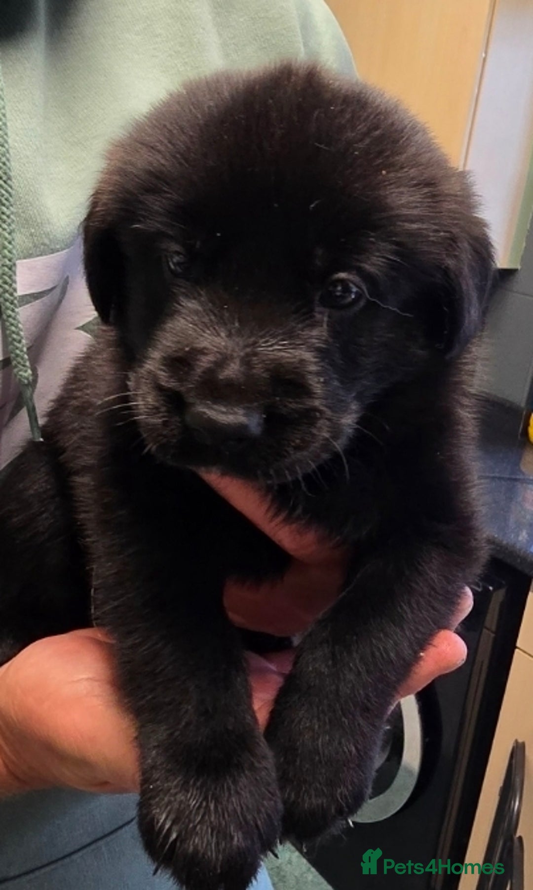 Mixed Breed dogs for sale: German sheprador - Image 2