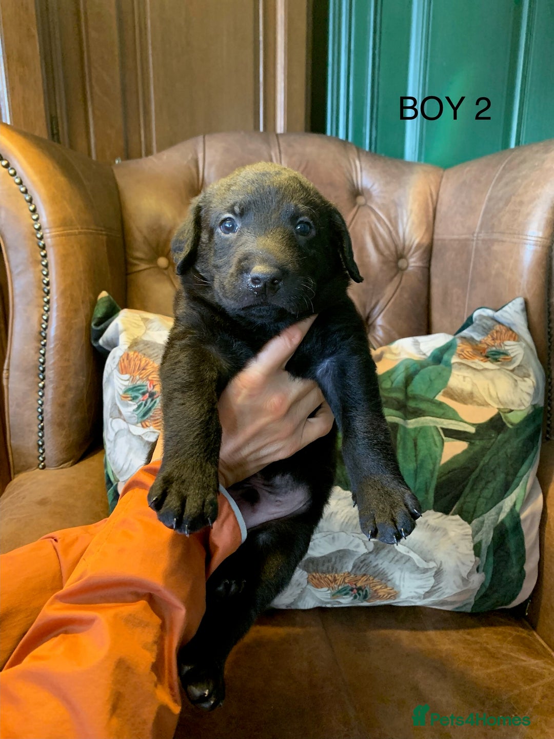 Labrador Retriever dogs for sale: Gorg KC reg labradors with amazing lineage - Advert 9