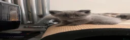 Ragdoll cats for sale: Beautiful Ragdoll cross kittens  - Advert 18