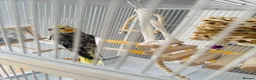 Cockatiels birds for sale: Male cockatiel with cage  - Advert 4