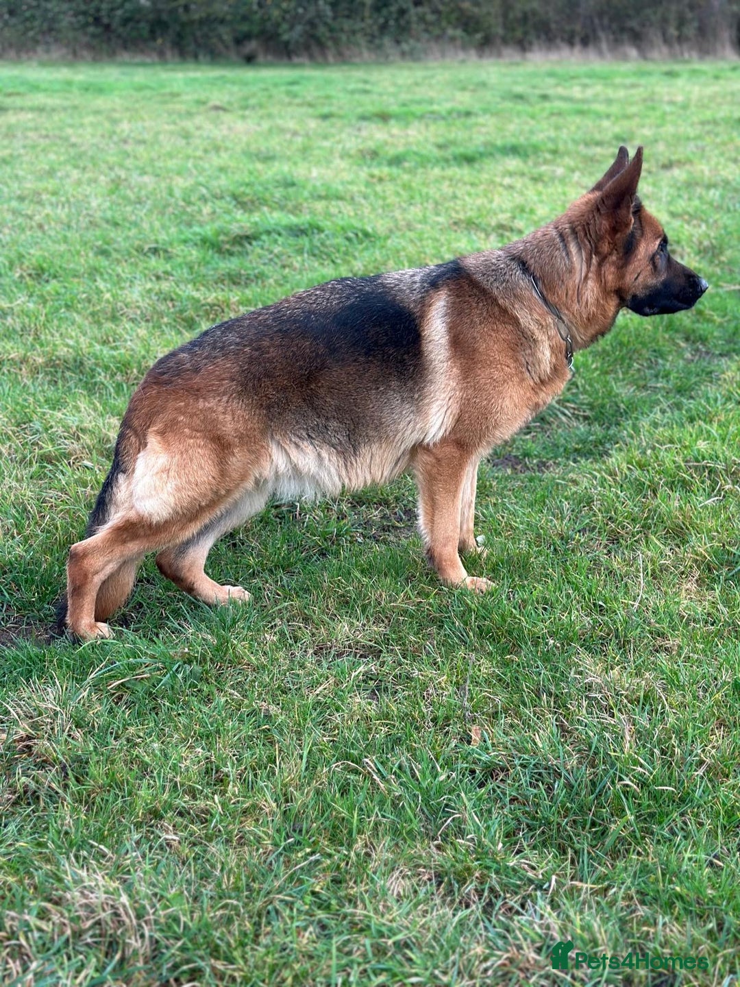 German Shepherd dogs for sale: Outstanding specimen German Shepherd  - Advert 25