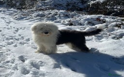 Sheepadoodle dogs for sale: Stunning Sheepadoodle puppies - Image 21