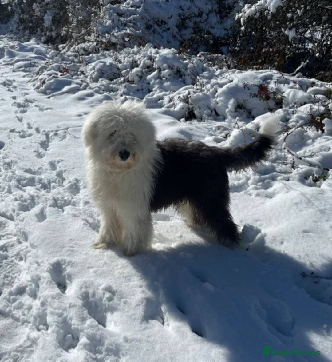 Sheepadoodle dogs for sale: Stunning Sheepadoodle puppies - Image 21