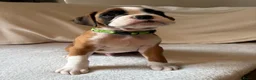 Boxer dogs for sale: *** 22 Championships between parents *** in Newbury - Advert 11