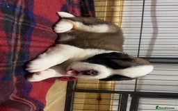 Saint Bernard dogs for sale: Outstanding chunky Saint Bernard puppies for sale - Image 13