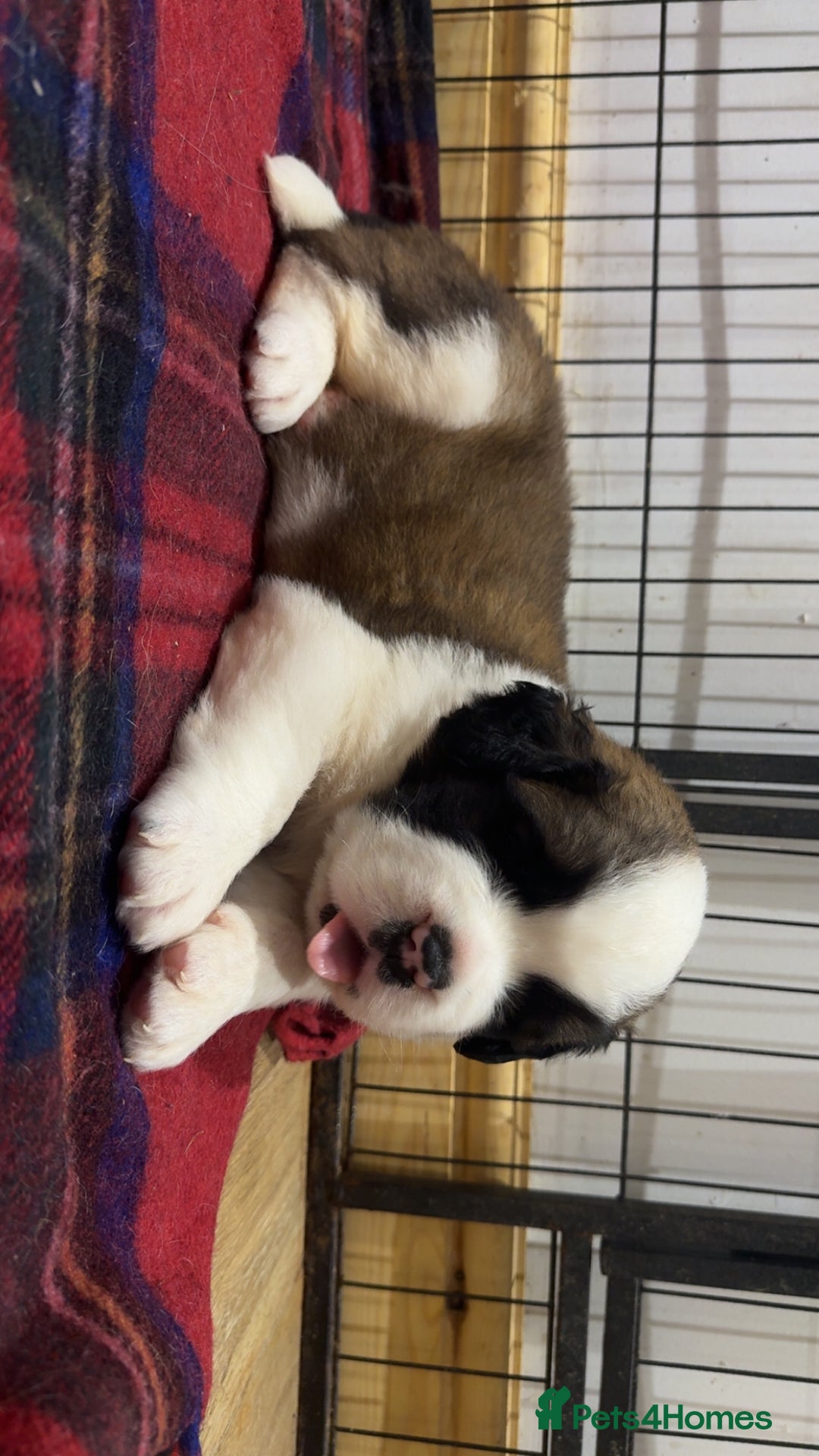 Saint Bernard dogs for sale: Outstanding chunky Saint Bernard puppies for sale - Image 13