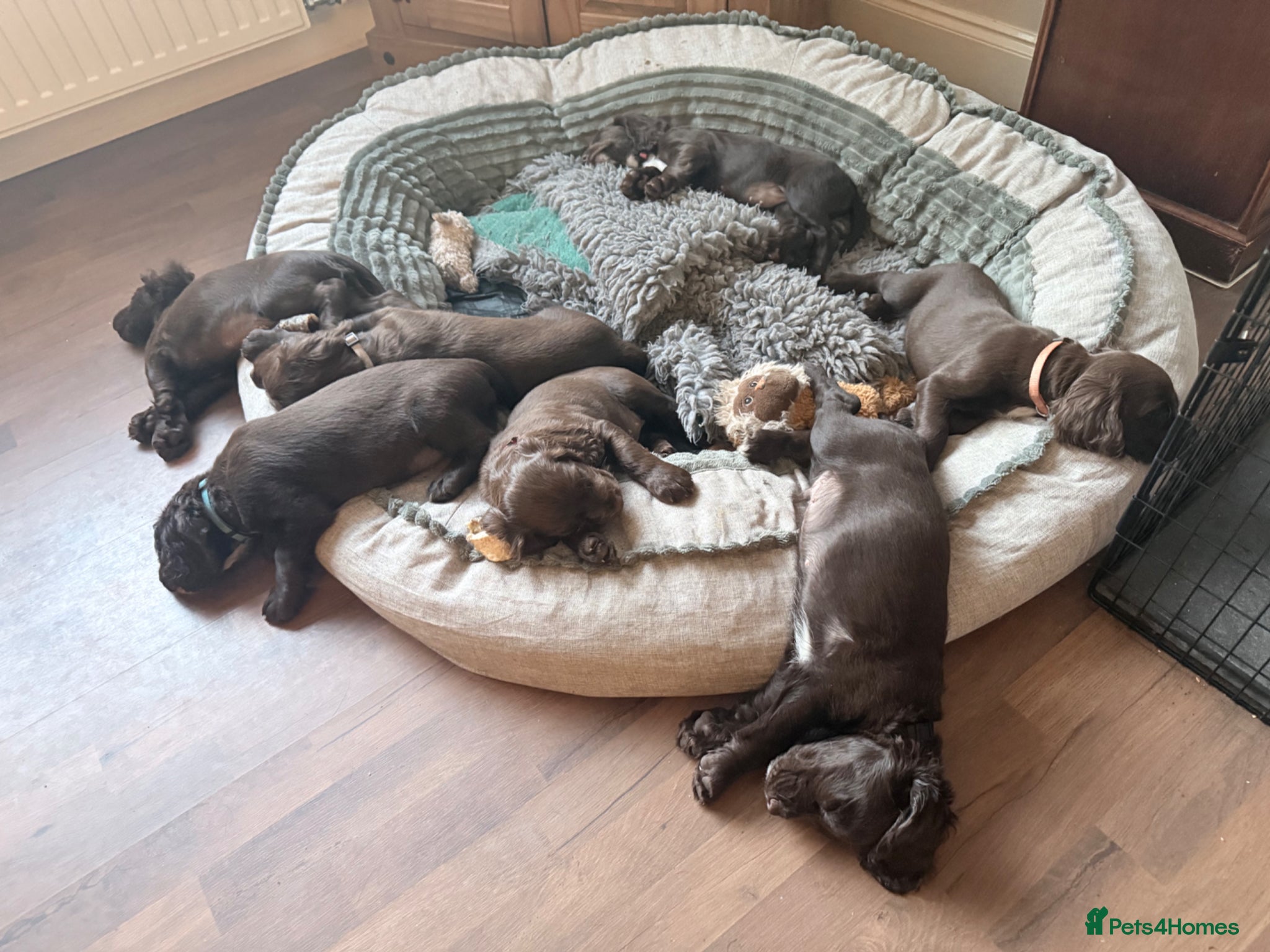Cocker Spaniel dogs Stunning litter of KC registered Wcs  - Advert 2