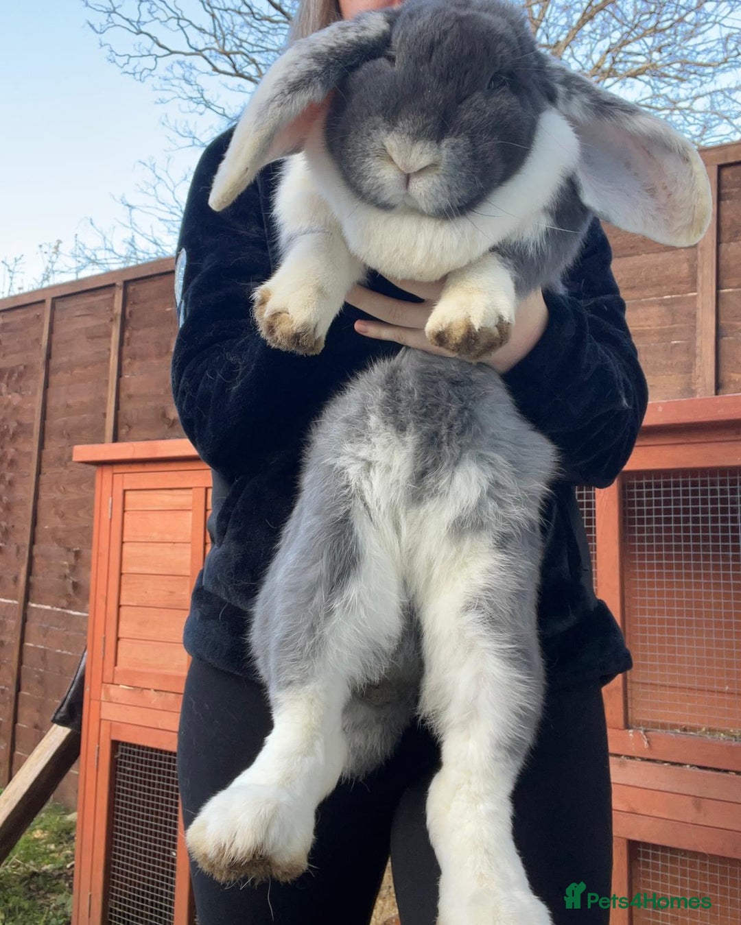 French Lop rabbits for sale: Giant Female French Lop - Advert 3