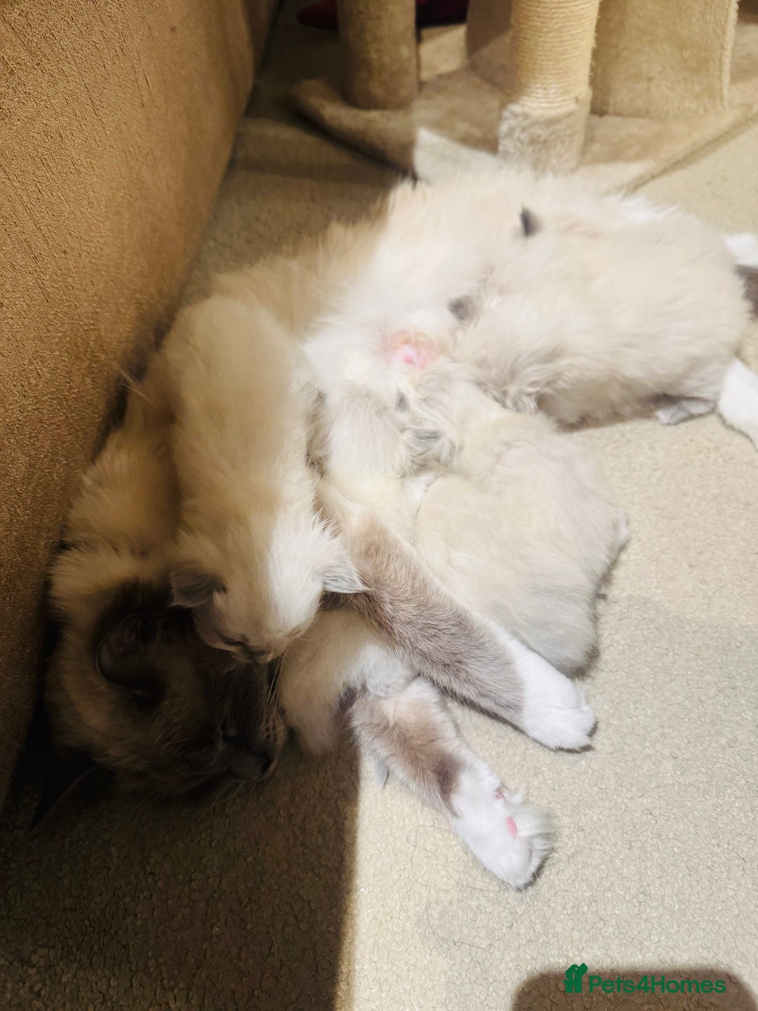 Ragdoll cats for sale: Cute & Gorgeous Purebred Bluepoint Ragdoll Kittens - Image 7