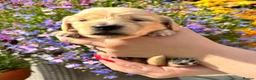 Miniature Dachshund dogs for sale: KC Pure English Cream Longhair Miniature Dachshund in Ibstock - Advert 6