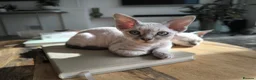 Devon Rex cats for sale: Devon Rex kittens pointed💙blue eyes💙 - Advert 3