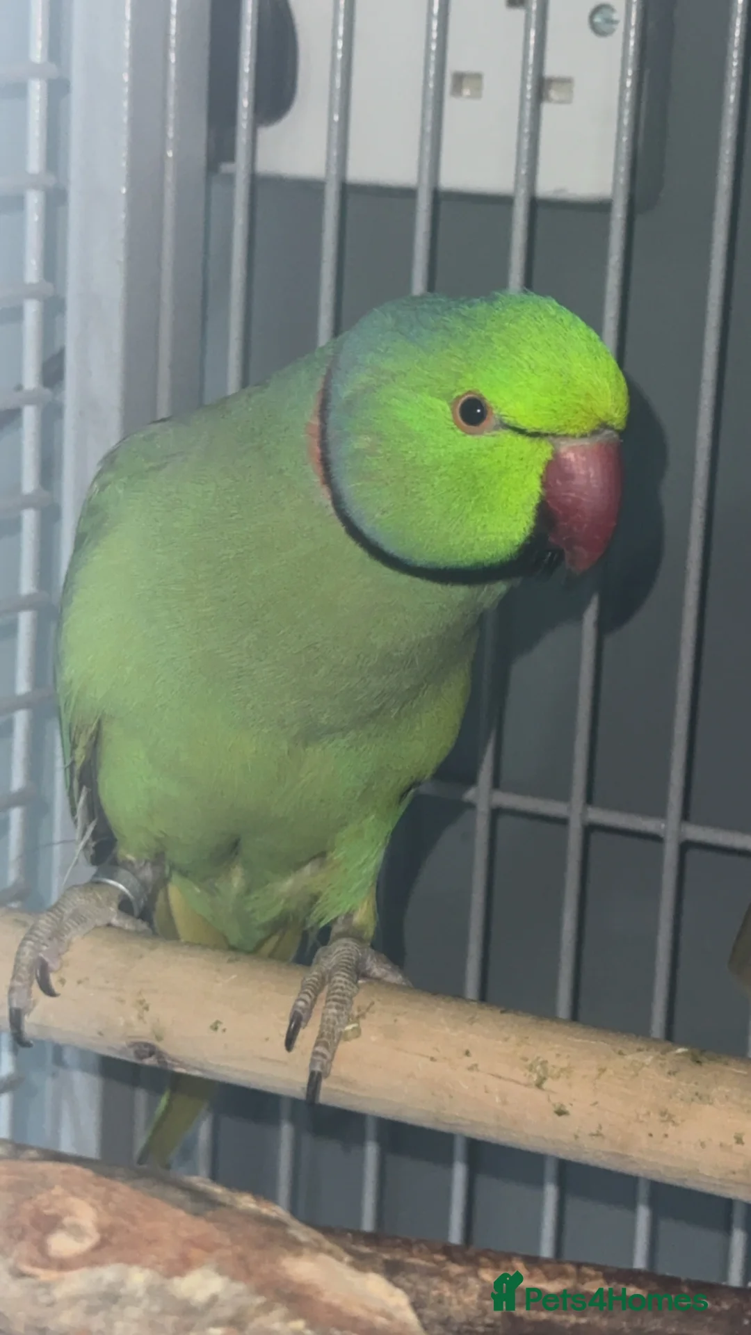 Ringnecks birds for sale: Indian ring neck male parrot  in Stoke-on-Trent - Advert 2