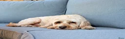 Mixed Breed dogs for sale: 2 x Cockapoos Need Re Homing  - Advert 2
