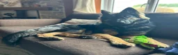 German Shepherd dogs for sale: Loving German Shepherd male - Advert 8