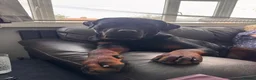 Rottweiler dogs for stud: KC Rottweiler for stud - Advert 2
