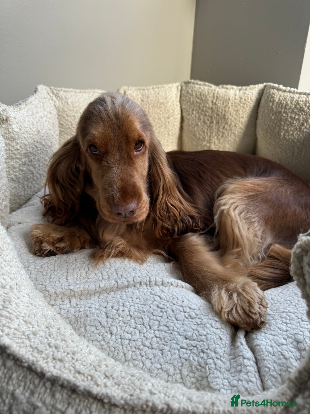 Cocker Spaniel dogs for sale: Quality Simbawood Sable Show Type Cocker Spaniels  - Image 2