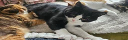 British Shorthair cats for sale: Pedigree BSH/Selkirk  2 boys Tica reg. in Preston - Advert 5