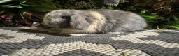 Mini Lop rabbits for sale: Mini lops available to reserve  - Advert 4