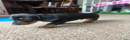 Miniature Dachshund dogs for sale: 🐾 MINIATURE DACHSHUND PUPPIES SHORT HAIRED - Advert 7