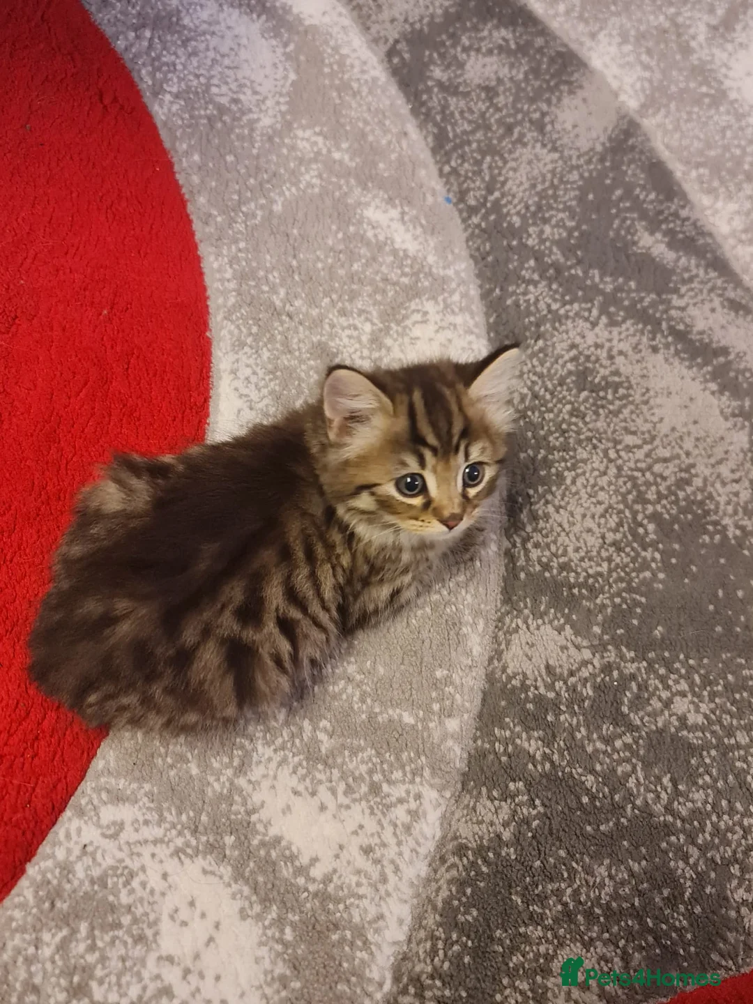 Mixed Breed cats for sale: Male kitten For Sales  - Advert 5