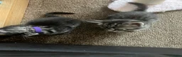 Domestic Shorthair cats for sale: Litter of 4 for sale - Advert 26