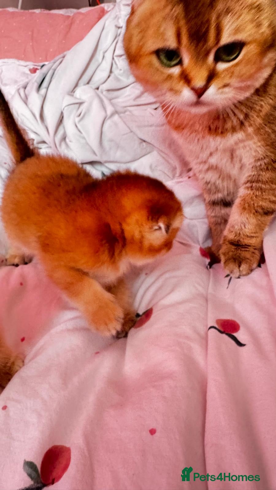 Scottish Fold cats Cute 🥰 Scottish fold TICA register  - Advert 1