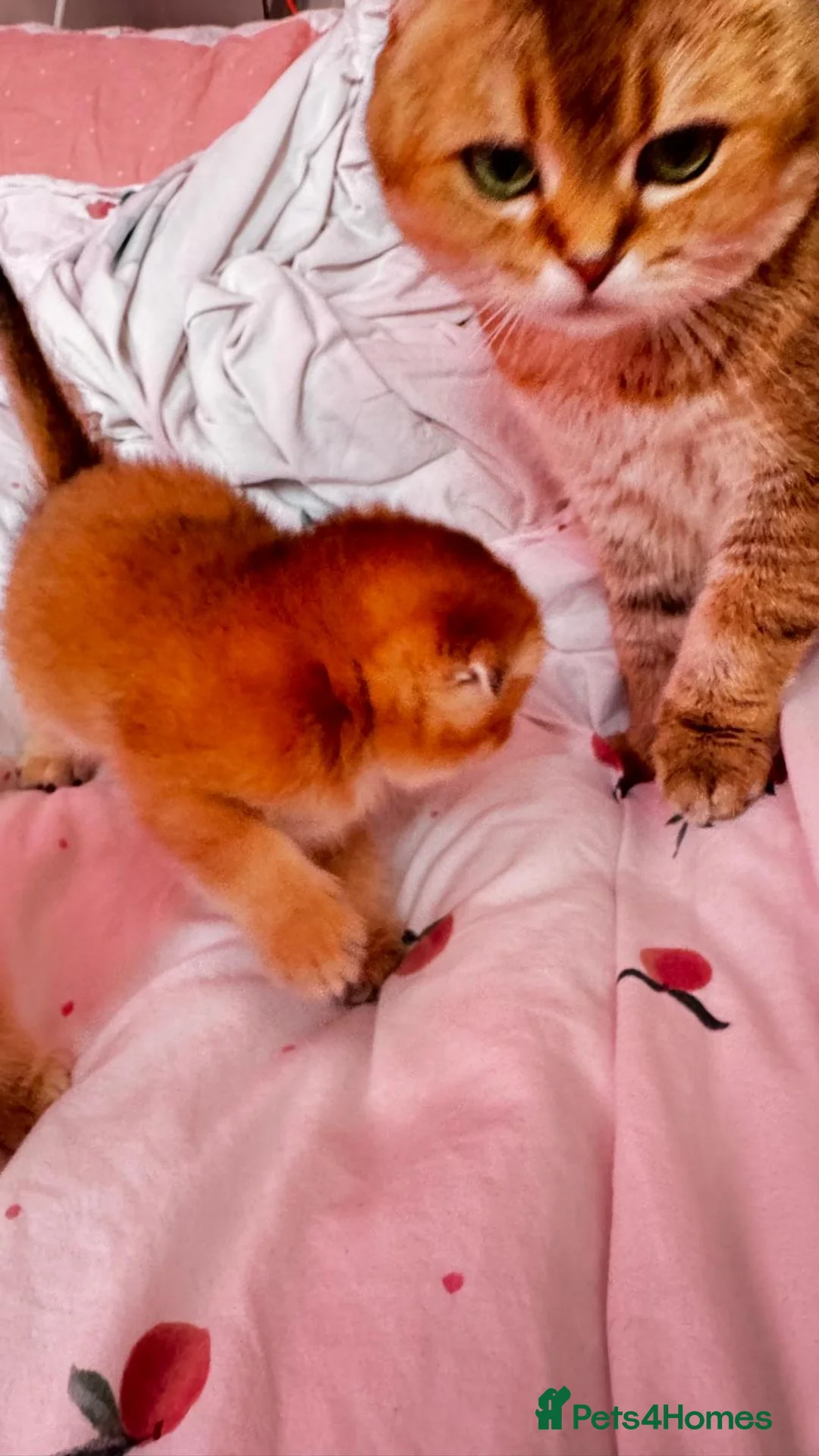 Scottish Fold cats for sale: Cute 🥰 Scottish fold TICA register  in Sutton - Advert 1