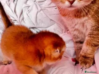 Scottish Fold cats Cute 🥰 Scottish fold TICA register - Advert 1