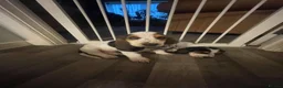 Basset Hound dogs for sale: Now Ready for New Forever Homes - Advert 2