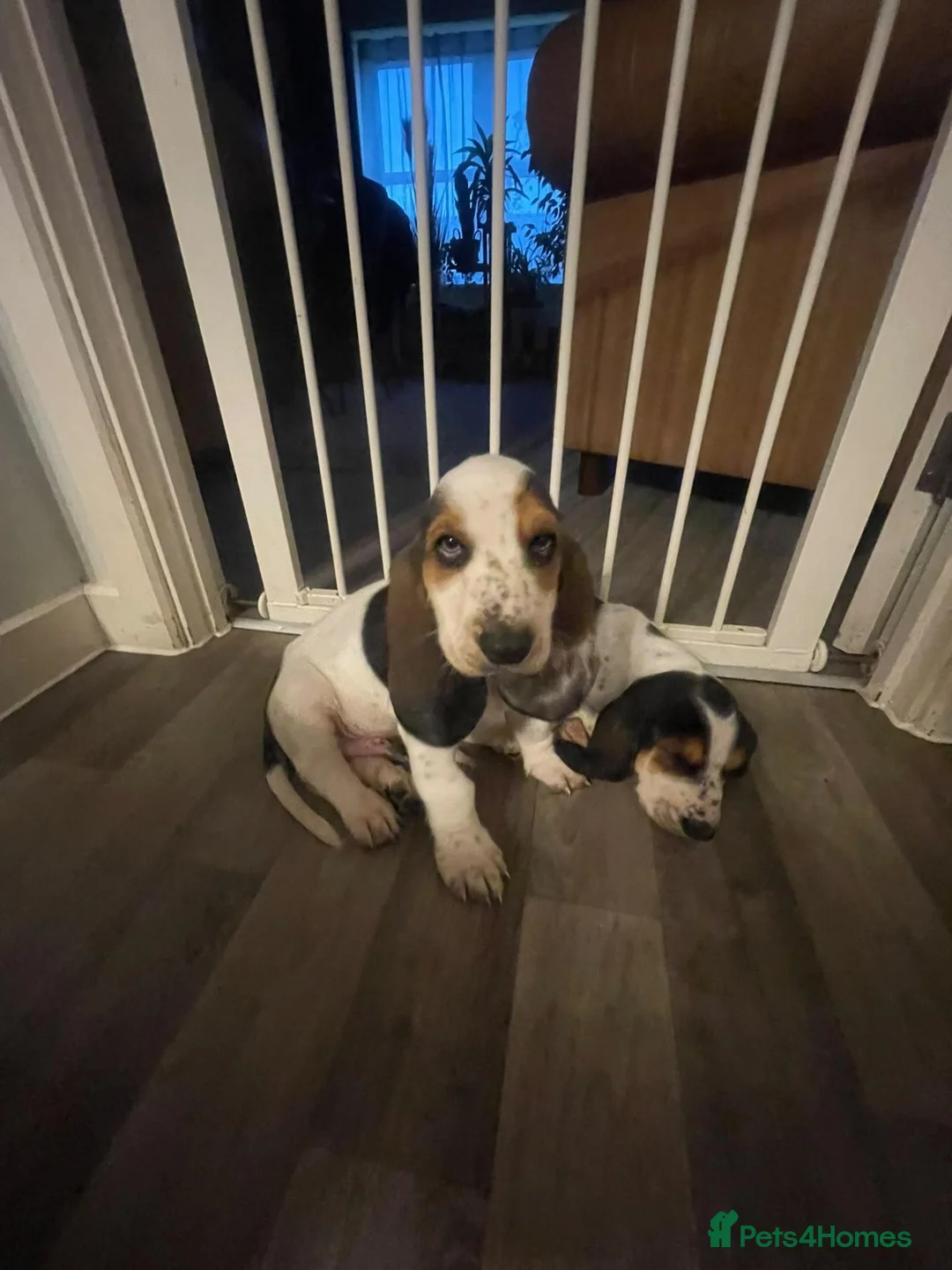 Basset Hound dogs for sale: Now Ready for New Forever Homes - Advert 2