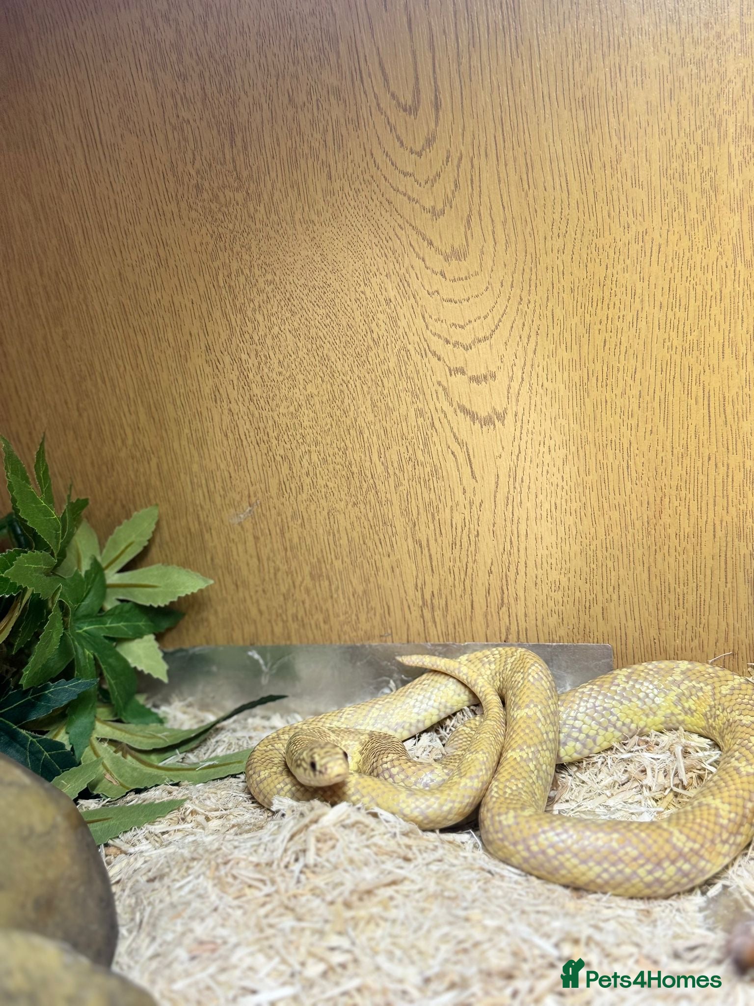 King Snake reptiles King Snake. Juvenile  - Advert 1