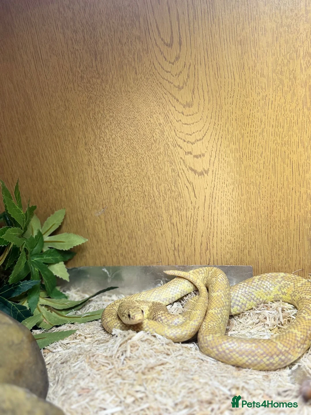 King Snake reptiles for sale: King Snake. Juvenile  - Advert 1