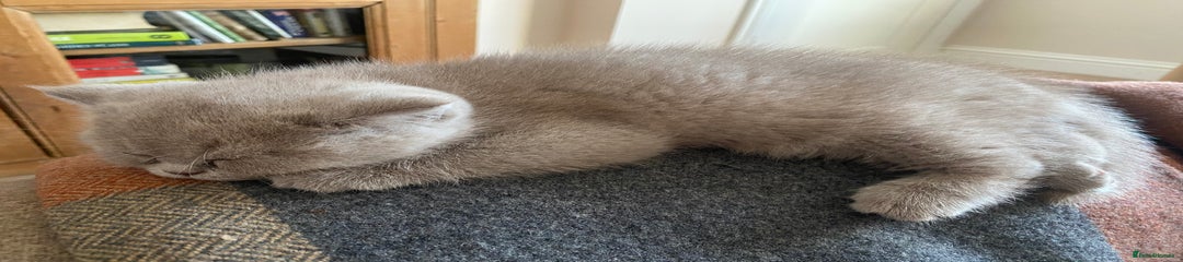 British Shorthair Kitten 4