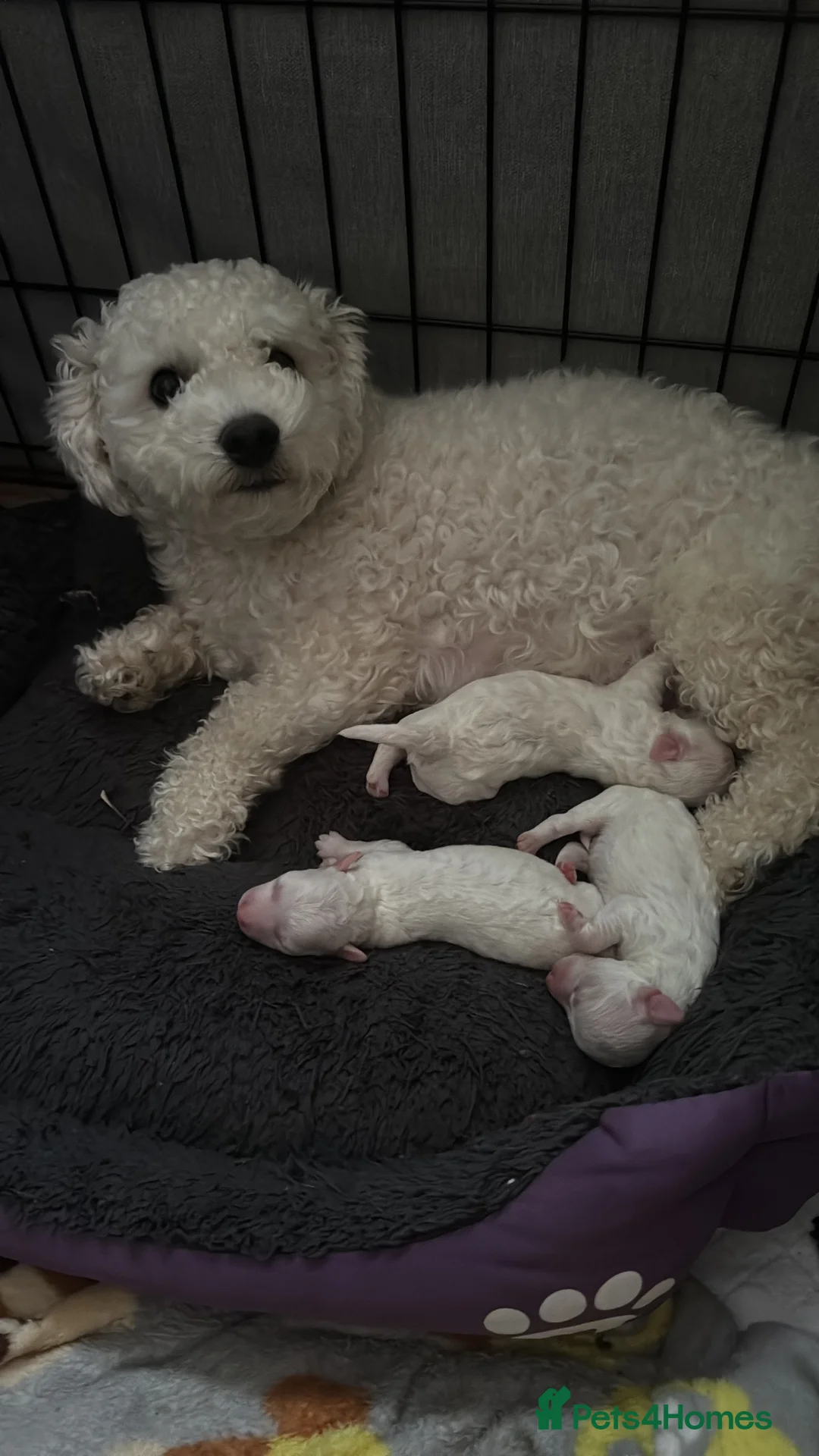 Bichon Frise dogs for sale: Bischon free - Advert 6