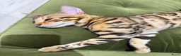 Bengal cats for sale: Bengal cat (still a kitten)  in Greenford - Advert 4