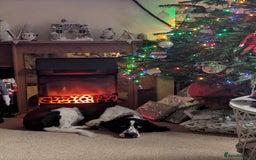 Welsh Springer Spaniel dogs for sale: 6 year old Welsh Springer spaniel  - Image 2