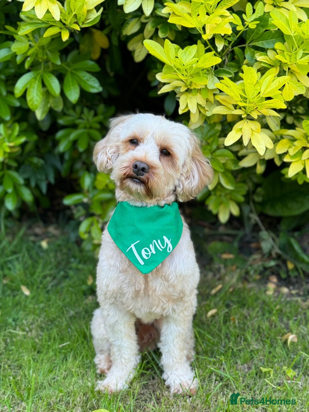 Cavapoo dogs for sale: Beautiful F1b cavapoo puppies health tested - Image 10