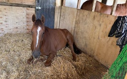 Irish Thoroughbred horses for sale: Fairy - Image 5