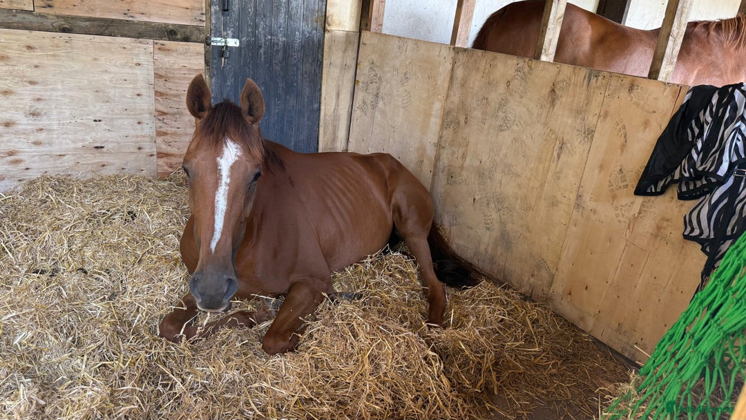 Irish Thoroughbred horses for sale: Fairy - Image 5